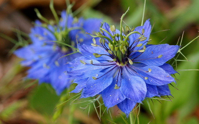 #Worcestershirehour Another one of the top 10 easy to grow plants is Love in a Mist. Simply scatter the seeds, sit back and watch the beautiful flowers grow. #loveinamist #gardening #growyourown #flowers #plants