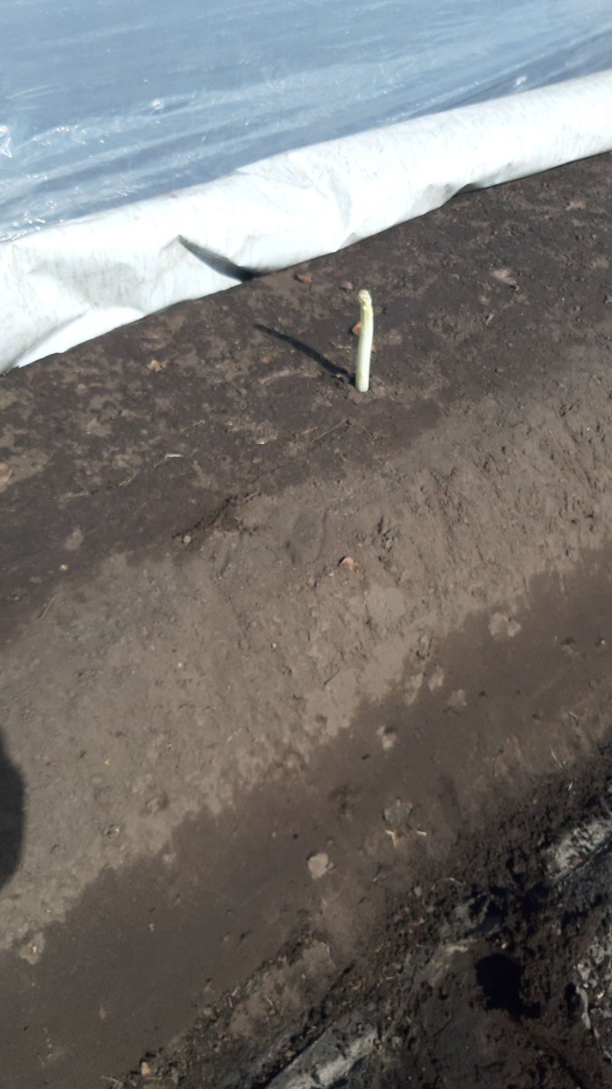 Hoppa, eerste van koude grond 2020. Geen verwarming, geen hoekje in de tuin, gewoon in het veld met moeder natuur #asperge