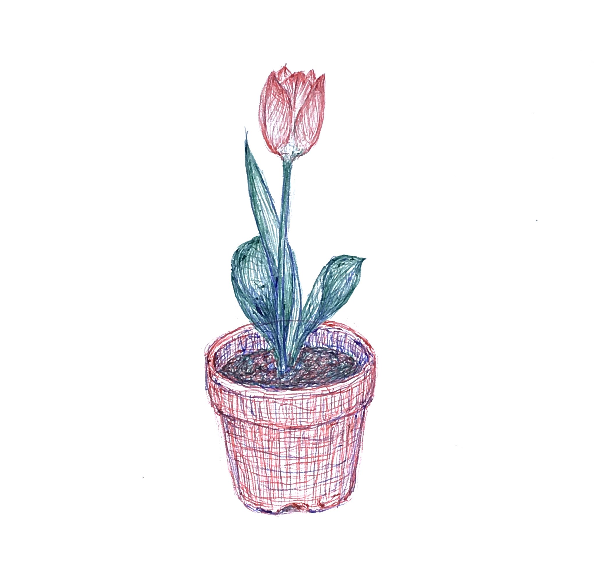きっこう お花 1日1絵 イラスト ボールペン画 アナログ絵 Doodle 落書き Drawing 花 チューリップ T Co U5ghppdrod Twitter きっこう お花 1日1絵 イラスト ボールペン画 アナログ絵 Doodle 落書き Drawing 花 チューリップ T Co U5ghppdrod Twitter