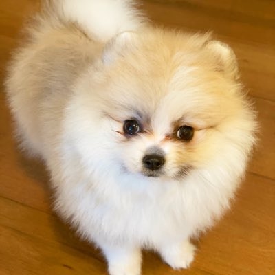 TPomeranians's tweet photo. #NewProfilePic https://t.co/71aWKNhHA4