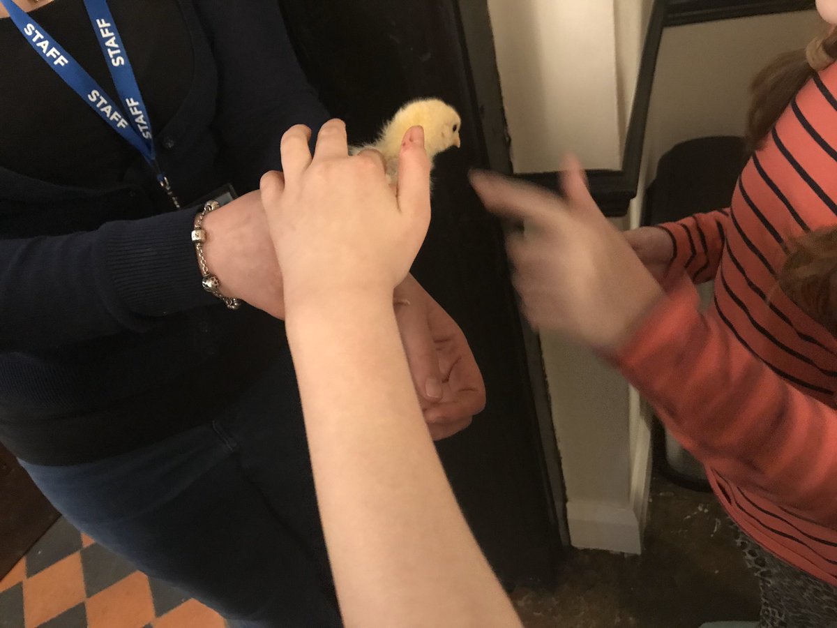 An impromptu visit from a chick to our year 6’s in residential this evening #TeamCPS