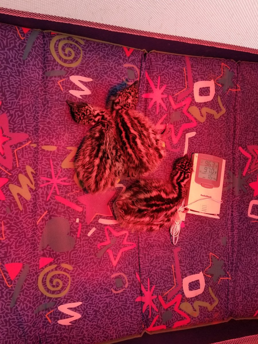 Early bird gets the worm, or in this case the good spot under the heat lamp. Emus are hatching! #OzaukeeWarriors