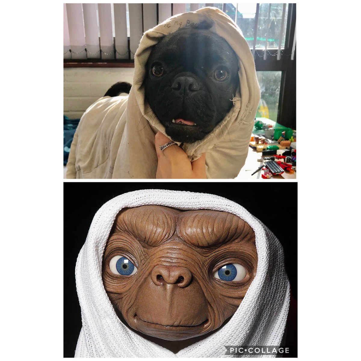 Knew my #dog reminded me of someone 👽