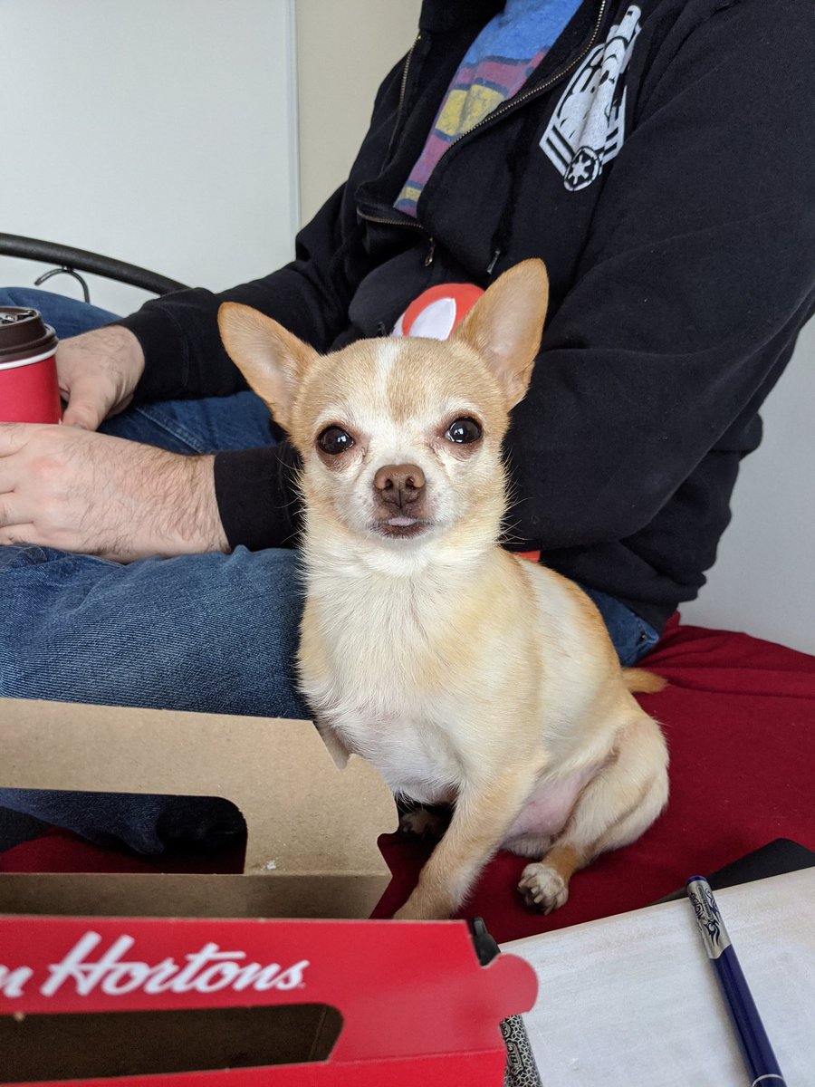 PammPanda's tweet photo. @veschwab My chihuahua with his tongue stuck out https://t.co/7p3o1lbhHX
