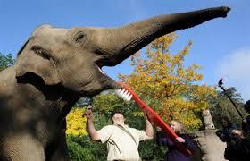 This elephant remembered his dental health check, have you?