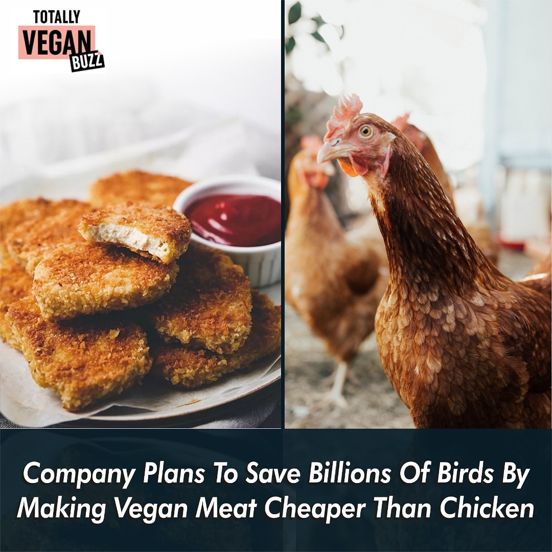 Article by <a href="/TotallyVeganCo/">Totally Vegan Buzz</a>

A startup food company is developing new production technology which aims to make plant-based chicken as cheap or cheaper than meat produced in factory farms.

#Vegan #VeganFood #GoVegan #CrueltyFree #LabMeat #PlantBased #Chicken #MeatFree