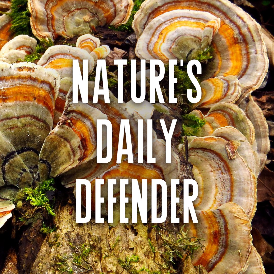 drink_synergy's tweet photo. Our bodies are constantly under attack. Protect yourself with GT's ALIVE: each bottle has plant adaptogens with antioxidants that counteract free-radical stress.

#GTsKombucha #Adaptogens #AdaptogenicTea #MateMint #Reishi #Chaga #TurkeyTail #MotherNature #Tea #Vegan #LivingFood https://t.co/qbA5g232Yl