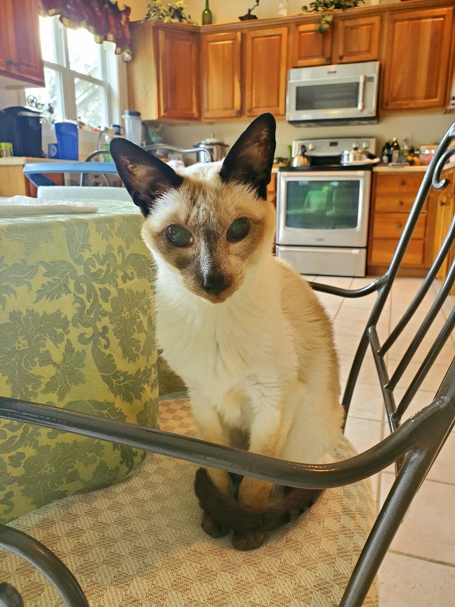 ChaconneKlav's tweet photo. We lost our beautiful 17-year-old Sienna yesterday to old age.  We will miss her! https://t.co/8Vo1xT8MWv