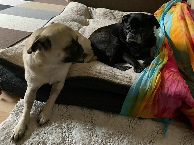 OCDrumLessons's tweet photo. Rainy day no rehearsal @pinkfloyd binge and these guys. I’ll take it. https://t.co/Z4m3QqGMNl https://t.co/r6OoASAVCB