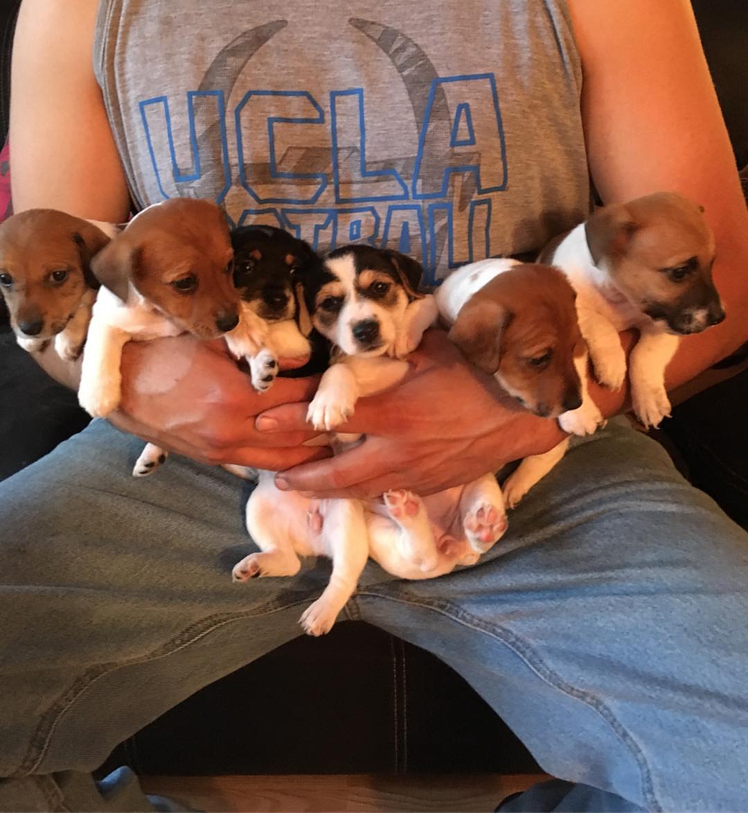 PuppiesJack's tweet photo. All available hit me up if interested https://t.co/R91TMlKR0f