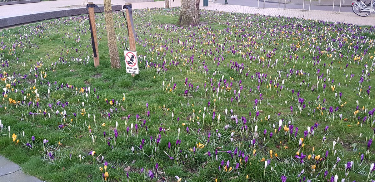 RMunsel's tweet photo. @Buurtstation #stationsbuurt #DenHaag #thehague #groendenhaag
We kunnen trots zijn op ons mooie Huygenspark en de mensen die het onderhouden https://t.co/t3Xdo8S7Bl