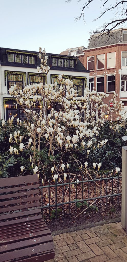 RMunsel's tweet photo. @Buurtstation #stationsbuurt #DenHaag #thehague #groendenhaag
We kunnen trots zijn op ons mooie Huygenspark en de mensen die het onderhouden https://t.co/t3Xdo8S7Bl