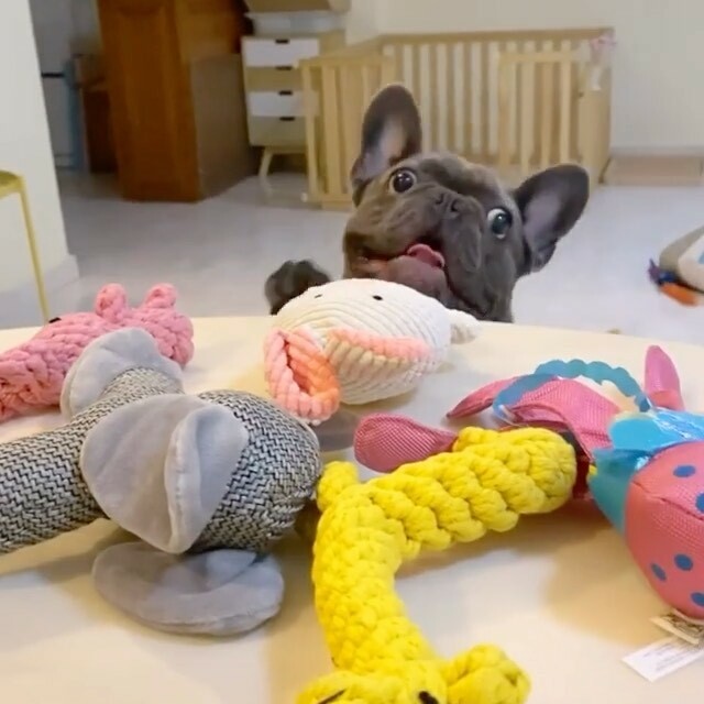 I want my toys! 😂 
@coop.deedoo
.
.
.
#funnypuppy #puppydogvideos #cutepuppyvideos #frenchiesrule #stella_and_friends #topdogs_of_instagram ift.tt/2Q6Adag