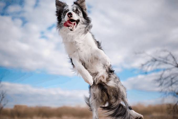 bordercolliedo5's tweet photo. *
**
****
#bordercollie
#poppydog
#bordermixdog
#bordercolliedoglover https://t.co/FT5oGszuJX