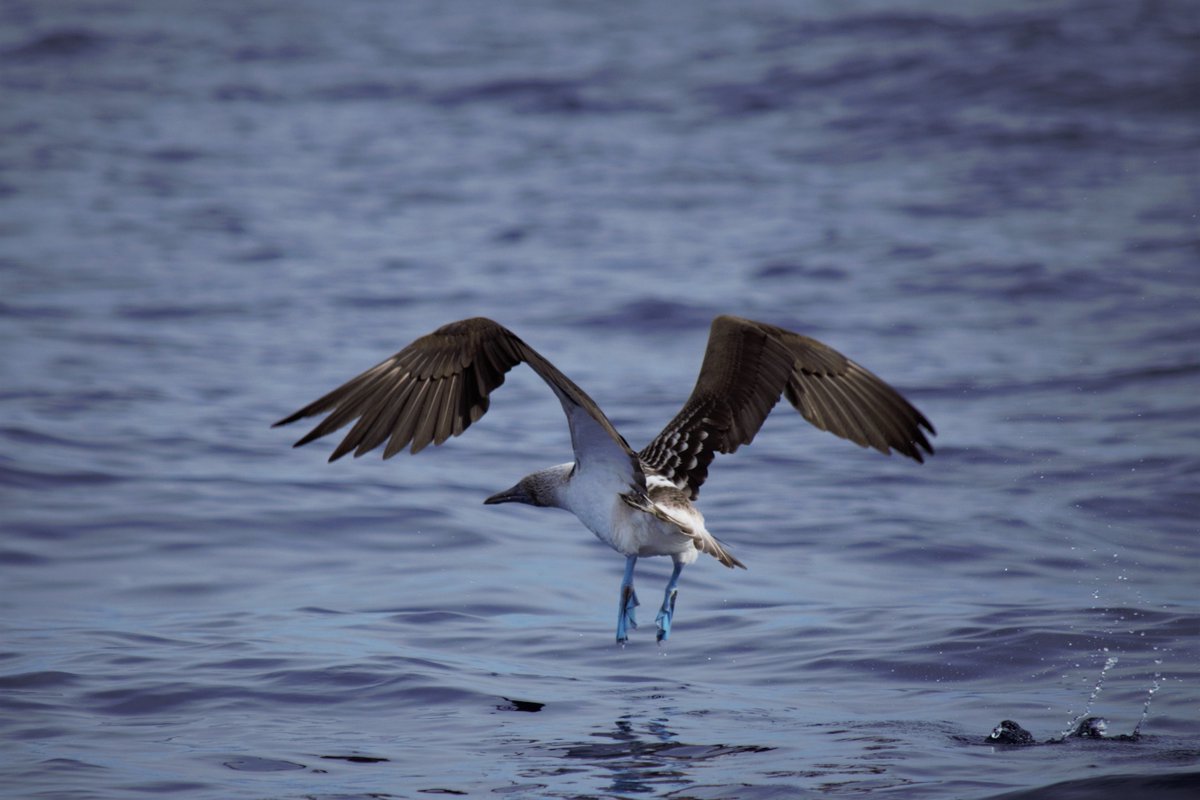 Whale Watch Cabo tweet media