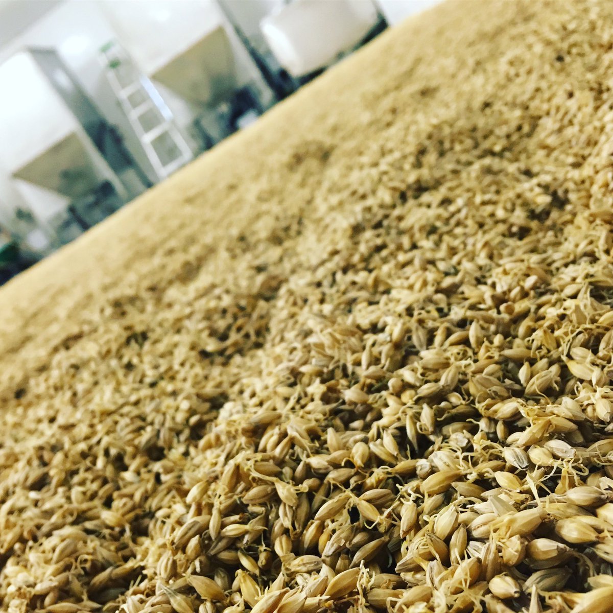 We’re just going to leave this here...

#allthemalt #barnowlmalt #floormalt #floormalting #floormalted #ontariomalt #craftmalt #ontariobarley #traceability #madeinquinte #drinklocal #suportlocal #localingredients #brewlocal