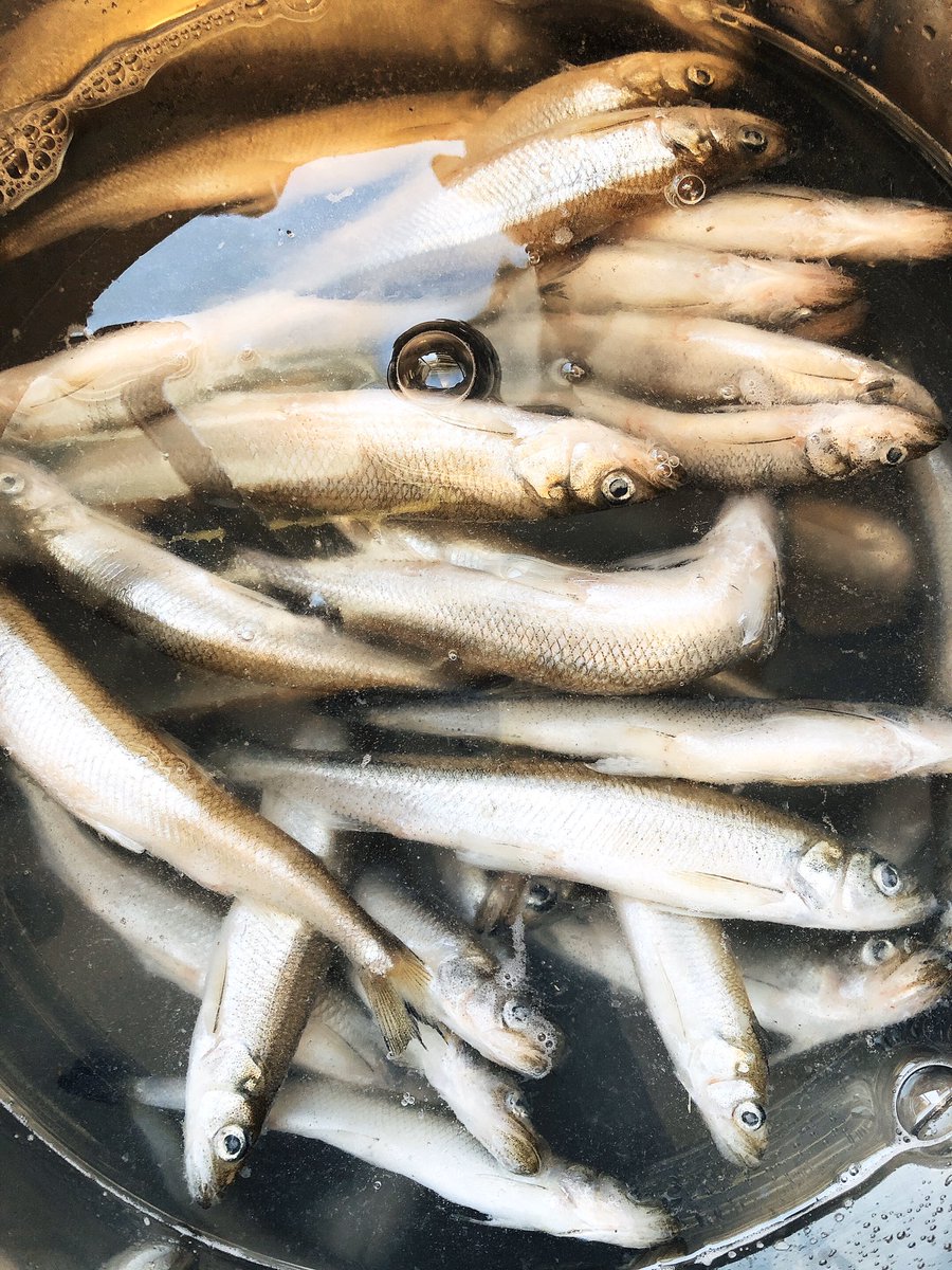 lemonmomcanada's tweet photo. I have no idea how many of these I can eat.  I always buy a bunch and just go until they’re gone!  Who else loves smelts?? 😋 #portionsareforwimps https://t.co/zXp5lt8wtD