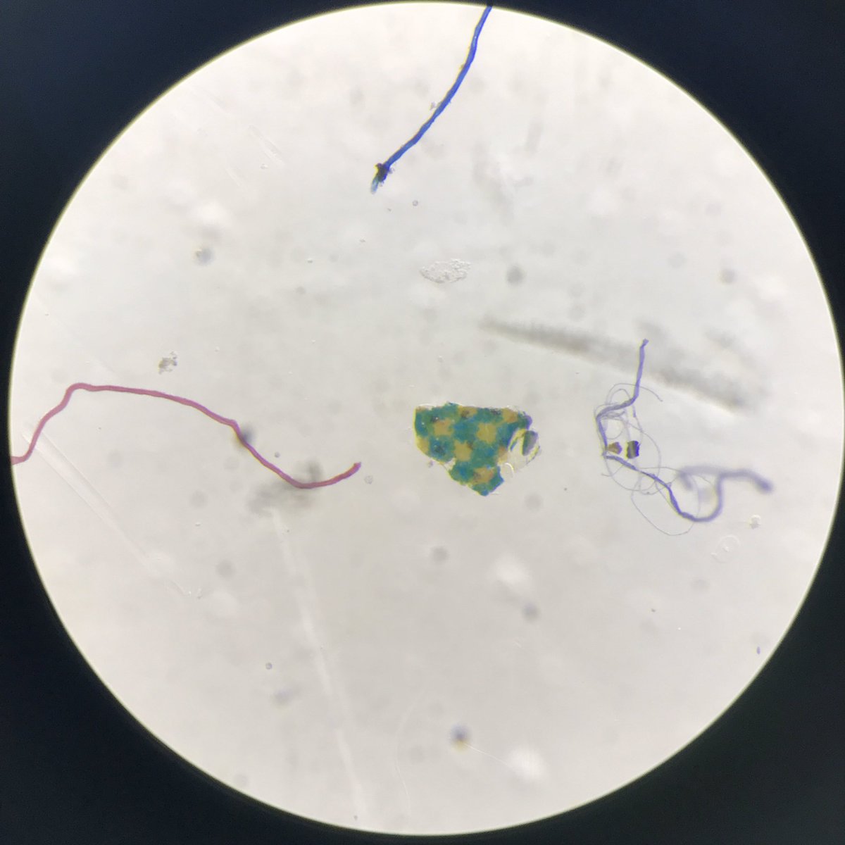 Back at the microscope this week 🔬 and sadly finding lots of #microplastics in what would otherwise be considered healthy #seagrass meadows  #PassOnPlastic