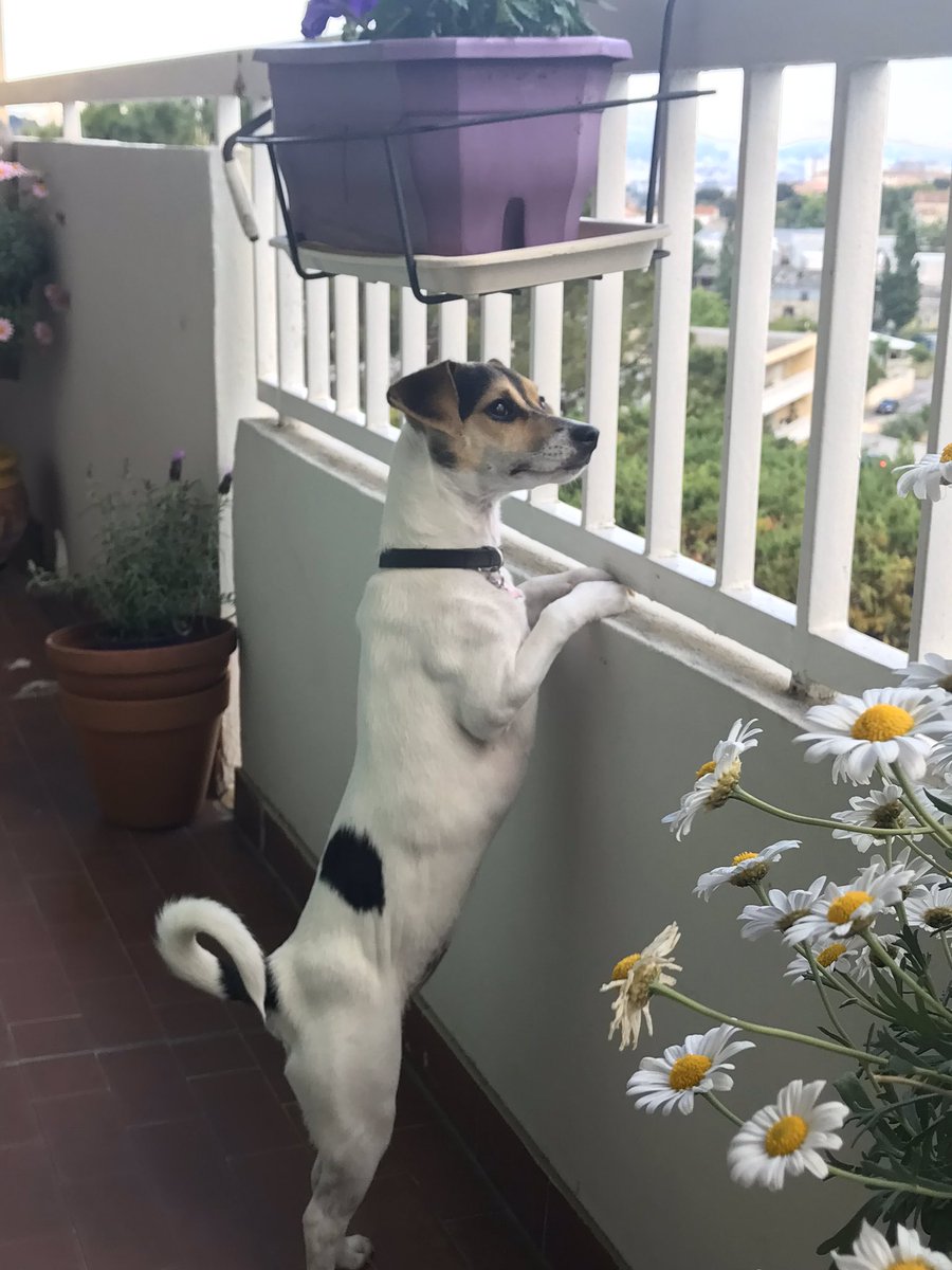 BaptisteG13's tweet photo. #HorsCam ma plus grande fierté ma chienne Nessie, petite boule d'amour mais petit bordel ^^ @MrBboy45 https://t.co/EW3XhhIuye
