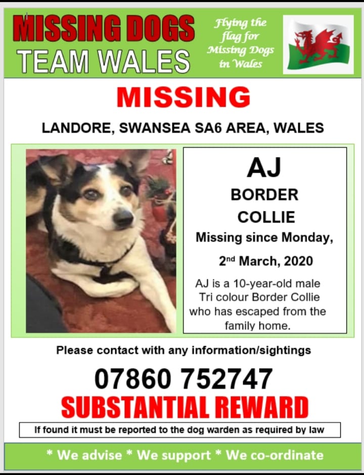 The_Animal_Team's tweet photo. #AJ #Collie #missing since 2/3/20 from #Plasmarl #Landore area, #Swansea #SA6 #Wales. https://t.co/sBIAW58UWl https://t.co/pN9Qt6X4Hk