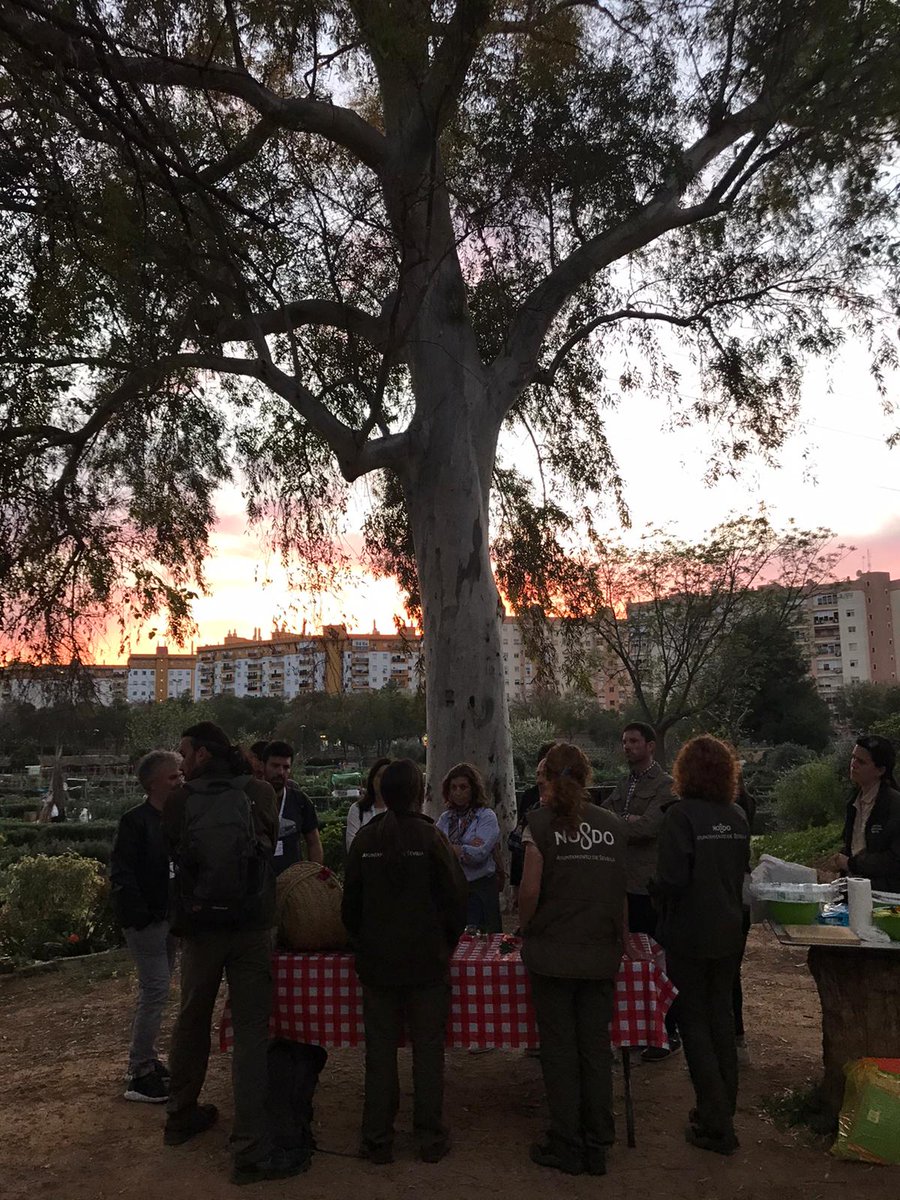 RECESevilla's tweet photo. Encuentro con la ciudad sostenible. Visita de estudio al Parque de #Miraflores para conocer el huerto urbano de #Sevilla que asombra al mundo. @HuertoUrbSev #EncuentroRECE https://t.co/hphwBMUXAn