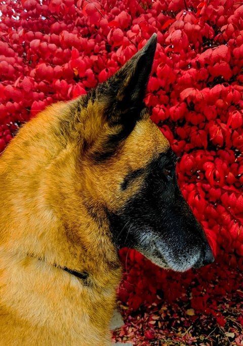PuppTech's tweet image. Beautiful and majestic! 

#pupptech #puppcomm #Dog #DogsOfInstagram #Puppy#Dogs #Pet #InstaDog #Dogstagram #Petstagram #DogLover#DogOfTheDay #cute.#doglovers.#doglife#puppylove#doggo#puppies
#puppiesofinstagram #pupptech #puppcomm #adorabledogs
