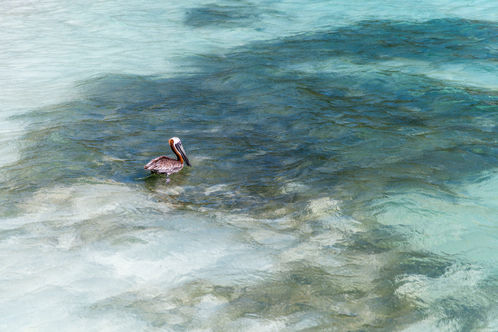 CoralsReefSail's tweet photo. Back for another segment of - NAME THAT BIRD!

This one should be an easy one, they can be seen everywhere throughout the BVI dive-bombing for their meals. 

#birdnerd #birdsofthebvi https://t.co/12yT8gJULb
