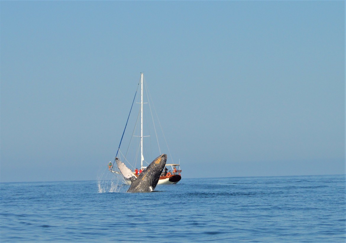 Wildlife_Pic's tweet photo. "Close Call" by Margaret Willis
https://t.co/eGMbEG3QSL
#photooftheday #whales #humpbackwhale #mexico https://t.co/9Egz5xW5ya
