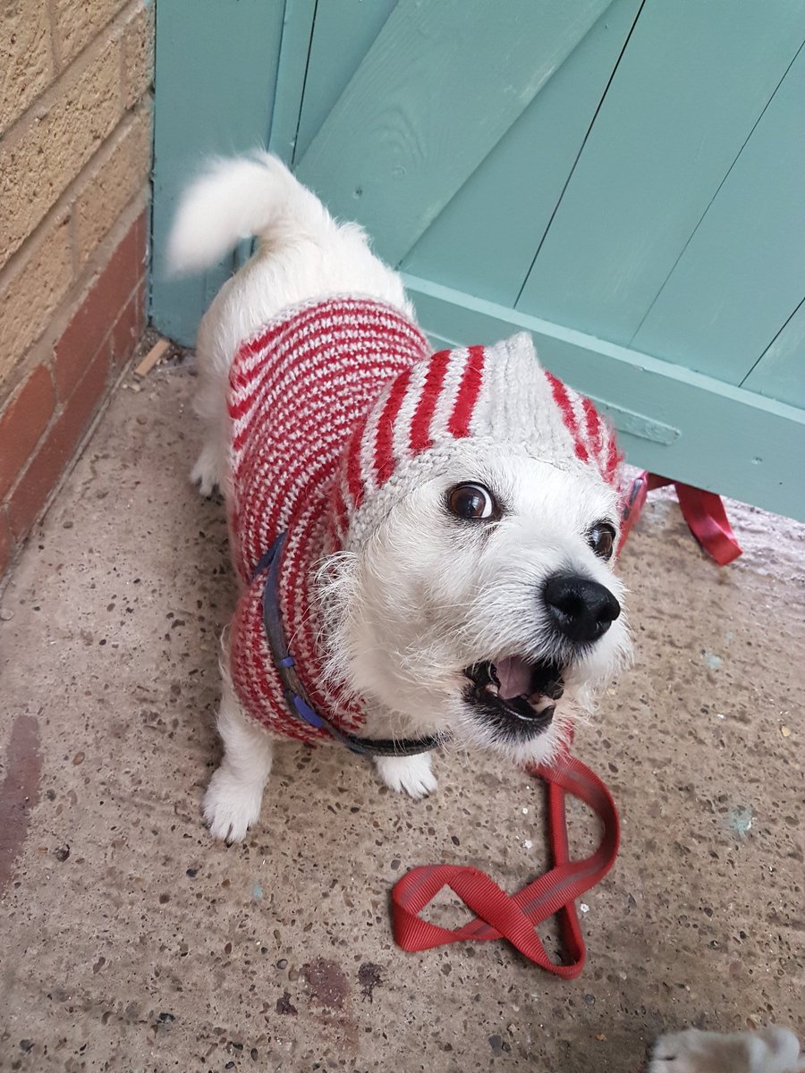 wonder_winston's tweet photo. Wowsers you lot. 160 followers already. Fanks SOOOOOO much! 

Here's an outfit I'm not impressed about wearing! https://t.co/LGlltwIzJs