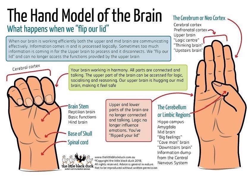 Therapeuticed4's tweet photo. I once taught this to a child who was struggling to self regulate. One of my proudest moments was when o saw him teaching it to another child who was about to fight. β€οΈ #HandModelOfTheBrain https://t.co/sIAypbu1zW
