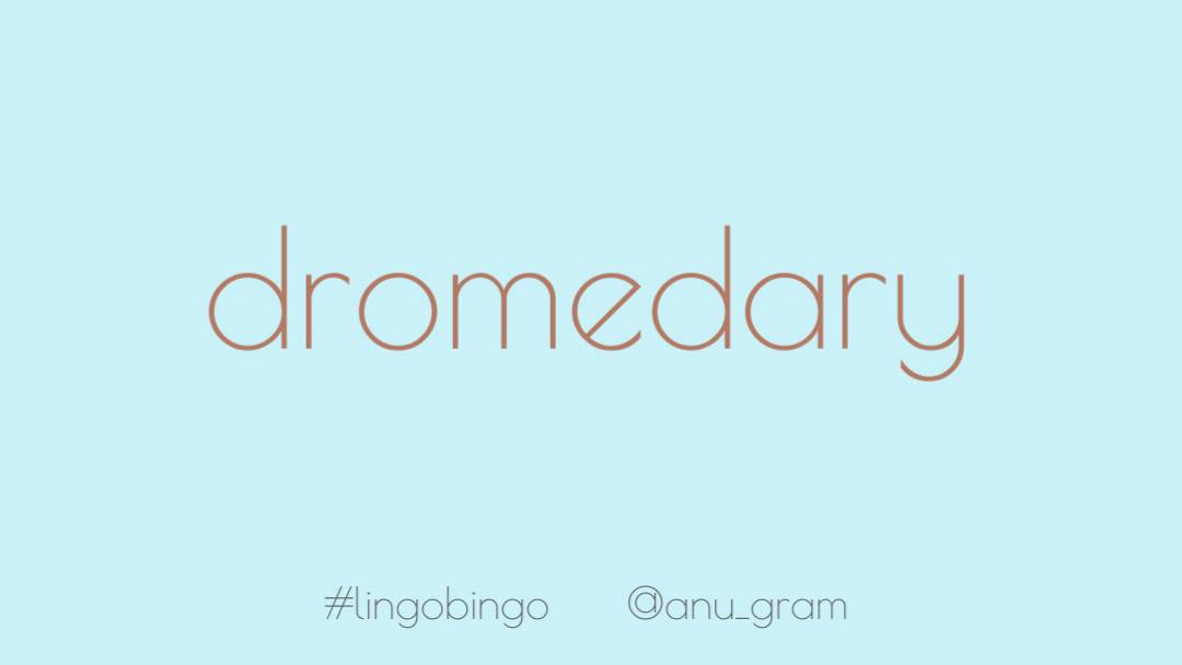 Did you know a one-humped Arabian camel is also called a 'Dromedary'? #lingobingo