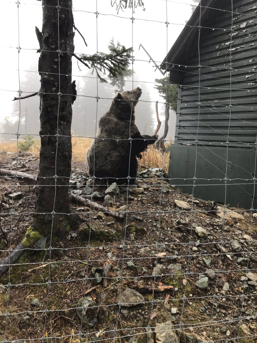 Carolyn_CIPFA's tweet photo. Such a successful CIPFA Wessex conference, Covid-19 now puts a pause on my Presidential duties but hope to be back on the road soon. To finish I mentioned in my closing address seeing the Grizzly Bears on Grouse Mountain Vancouver whilst at IFAC, meet Grinder @Carolyn_CIPFA https://t.co/QJdndEfQhJ