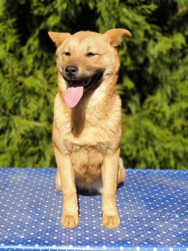 jelena_DogShows's tweet image. Korea Jindo Dog
Info: jelenadogshows.com
#jelenadogshows #jindodog #puppy #puppies #puppiesofinstagram #Dog #dogsoftwitter