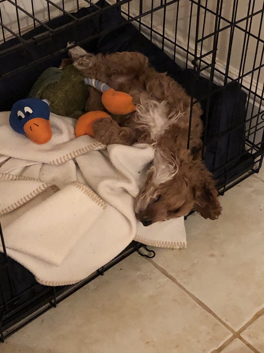SimonNeillMB's tweet photo. Don’t be fooled. I’m not sure what viruses are in puppy poo &amp; wee but I will have caught the lot over the last four days. Need tomorrow’s Vaccine so we can get out and about in two weeks https://t.co/l4JIEqTIP6