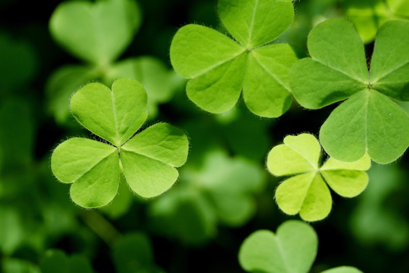 Sound_Advice's tweet photo. Need a welcome departure from the anxiety-driven headlines? May I present: Kate's Unofficial Irish Film Festival #WelcomeEscape #actorslife #voiceover https://t.co/AS18HamuAA https://t.co/LxLR5anO5D