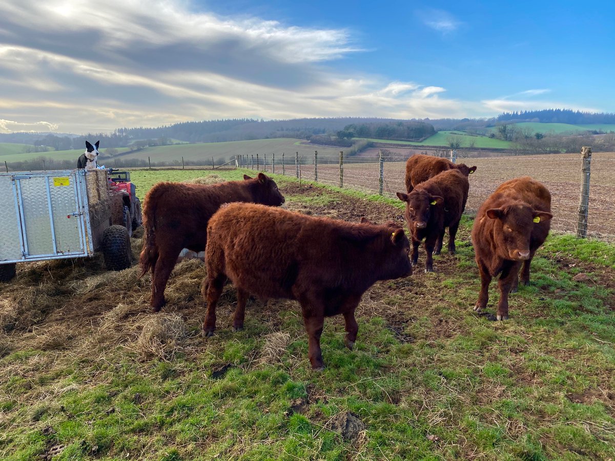 DrPhil_LeGrice's tweet photo. Nice piccy taken by @ExeValleyLamb . They bought these lovely pedigree #rubyreddevon cattle from us at https://t.co/yfkZVisUdi . This is them moving in. Down from @dartmoornpa to the exe valley. #farmingandfood https://t.co/iwdxYCMaI0