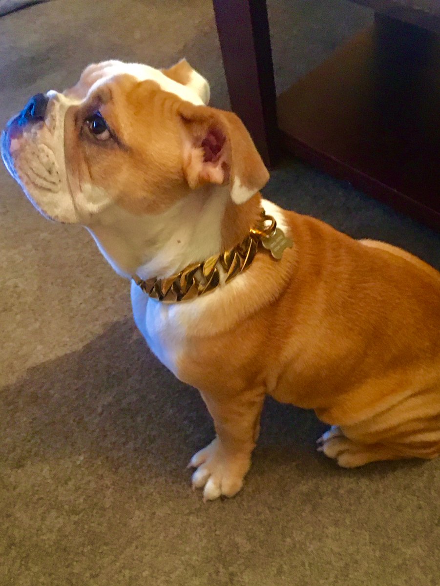 UKDobermans's tweet photo. The newest member of the ever growing https://t.co/4dd36vOMvS pack. Our very own English Bulldog, “Ronnie”. 4 and a half months old and an absolute terror! We love him to bits though - a huge thanks to his American breeders for him 😍
#englishbulldog #bulldog #puppy #gold #dogs https://t.co/LVuQlaWHI6