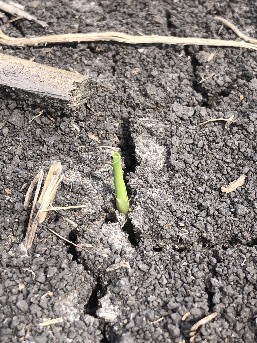 CottonRaider's tweet image. Well hello there beautiful, nice to see ya. Central Texas corn coming up right on schedule. 139 GDU’s to date and popping up as expected.  Heat units/agronomy math is awesome. #agronomynerd #wilburellis #integracorn #coronavirusdoesnotaffectcorn
