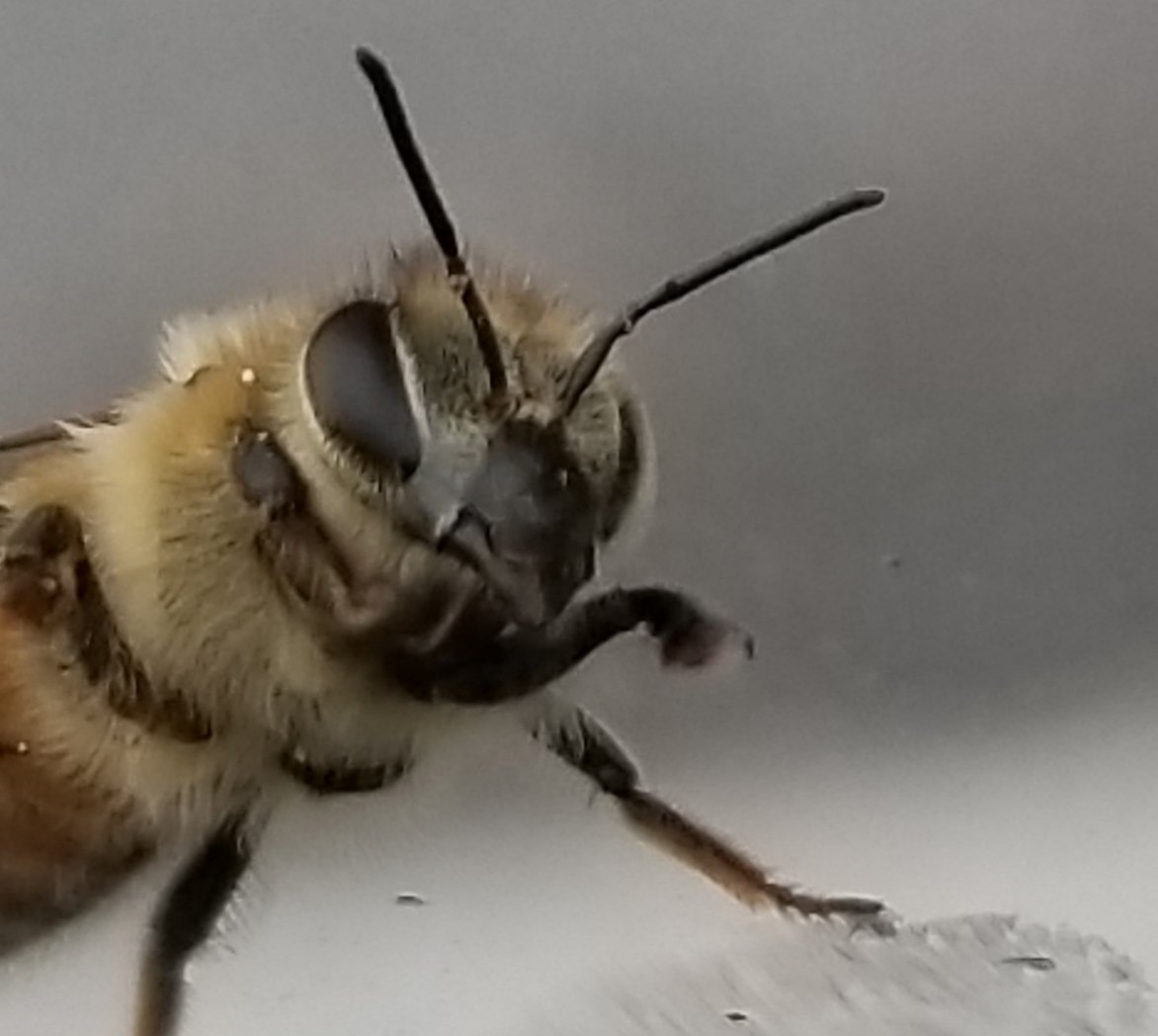 Hunter_FTP's tweet photo. Thought I'd upload some examples of a little hobby I've had for a while

I just love photographing bugs https://t.co/zyh3rA3OpO
