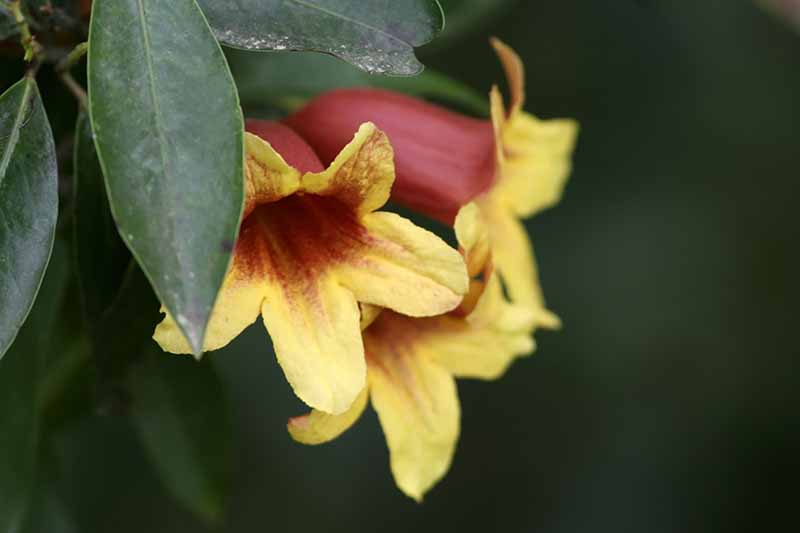 Gardeners_Path_'s tweet photo. How to Grow Crossvine - Crossvine is an assertive climber that charms with its display of yellow, orange, and red flowers. Learn how to grow this beauty now on Gardener’s Path. https://t.co/ufpTqjztrL #floweringvine #crossvine https://t.co/vz8cVNOYwr