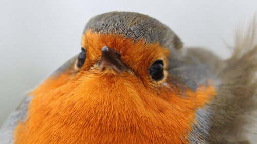 ProBirdRights's tweet image. helo. lot of people scare. i unerstand. that is why i giving u gift of my beutiful face.