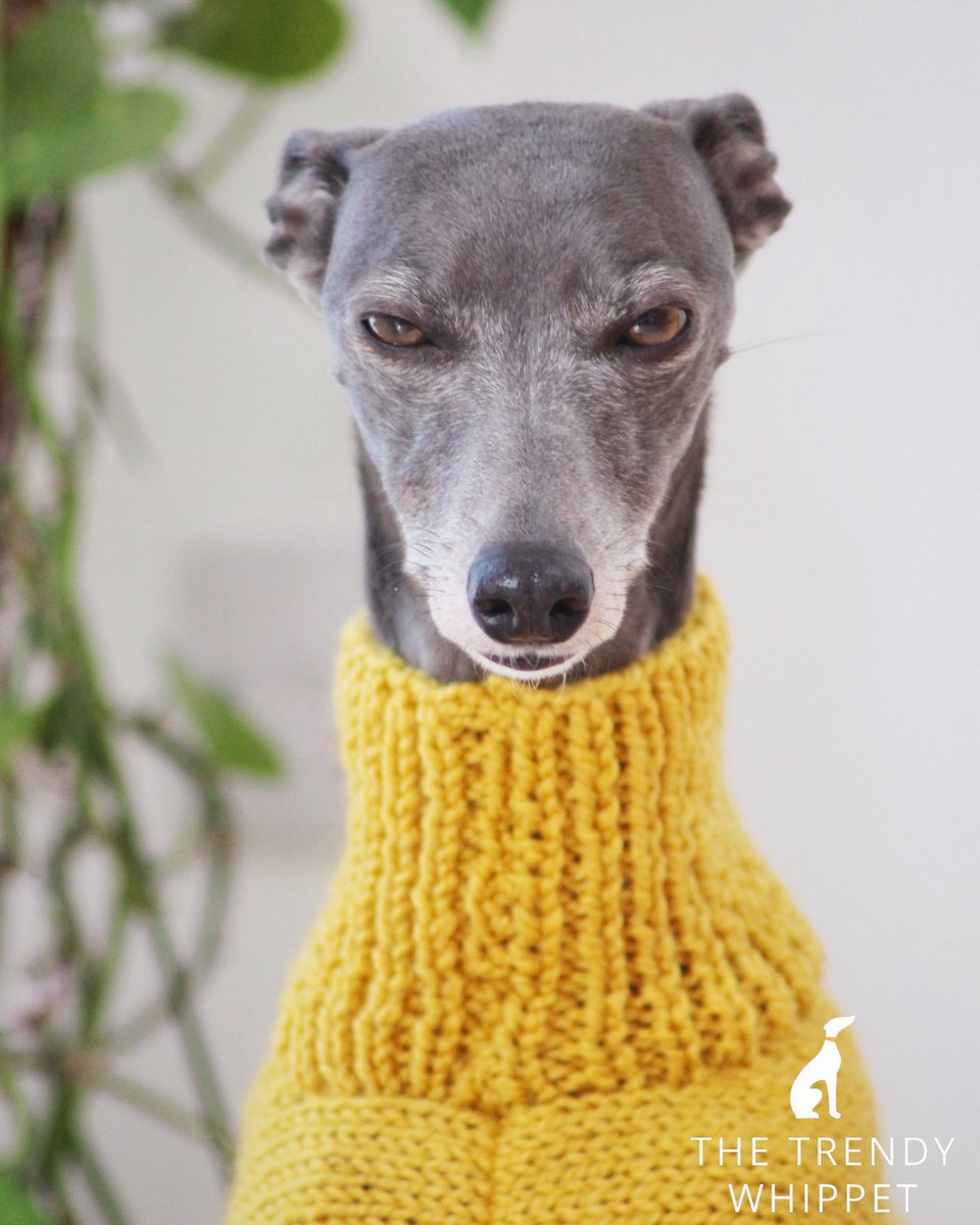 italian greyhound in jumper