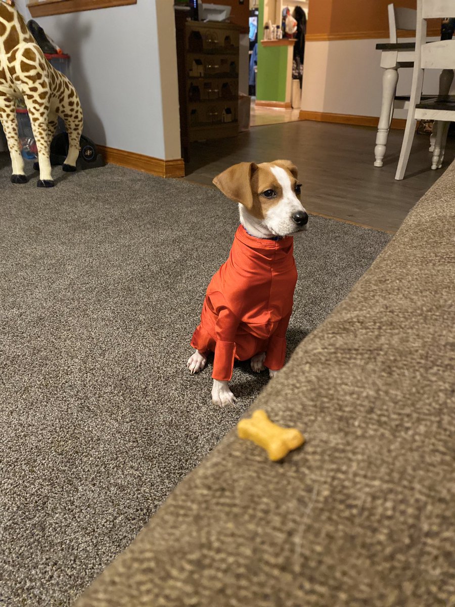 cozi2005's tweet photo. Finnley Howard was having a “squirrel” moment, and as you can see, one of my photo tricks was missed (dog treat). LOL https://t.co/0mDpJ6dCP2