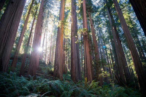 GrayLineSav's tweet image. Can Redwoods Save the World? buff.ly/32T1zGd