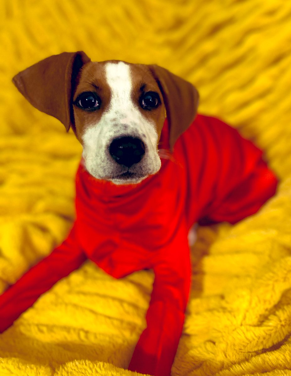 cozi2005's tweet photo. Finnley Howard - who has gained at least 10 pounds in the last two weeks - modeling the bodysuit from @affordapaws. It’s a great shirt which helps keep down the dander, pet hair and dirt from your pets, while also being attractive and comfortable. 

(Don’t you love his ears!?) https://t.co/pz9H0puHs2