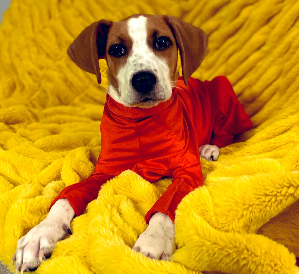 cozi2005's tweet photo. Finnley Howard - who has gained at least 10 pounds in the last two weeks - modeling the bodysuit from @affordapaws. It’s a great shirt which helps keep down the dander, pet hair and dirt from your pets, while also being attractive and comfortable. 

(Don’t you love his ears!?) https://t.co/pz9H0puHs2