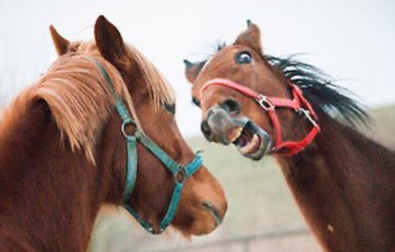 horse with hat tweet media