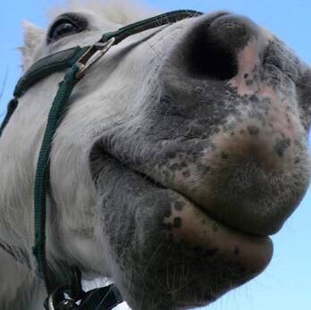 horse with hat tweet media