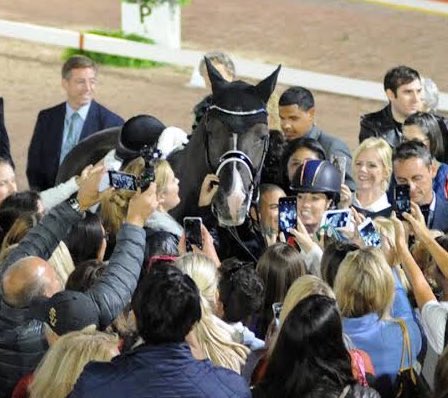 horse with hat tweet media
