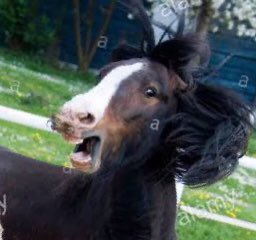 horse with hat tweet media